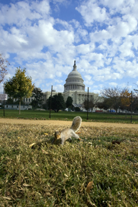 US Capitol building in WDC